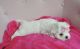 Maltese Puppies for sale in New York, NY, USA. price: $1,000