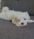 Maltese Puppies for sale in Michigan City, IN, USA. price: NA
