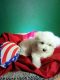 Maltese Puppies for sale in Carrollton, TX 75007, USA. price: $250