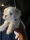 Maltese Puppies for sale in St. Louis, MO, USA. price: $70,000