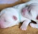 Maltese Puppies for sale in Beckley, WV 25801, USA. price: $180,000