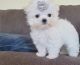 Maltese Puppies for sale in New York, NY 10118, USA. price: $700