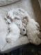 Maltese Puppies for sale in Reno, NV, USA. price: $2,000