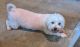 Maltese Puppies for sale in Hickory, NC, USA. price: $100