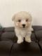 Maltese Puppies for sale in Clermont, FL, USA. price: $900