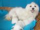 Maltese Puppies for sale in Ohio City, OH 45874, USA. price: $700