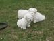 Maltese Puppies for sale in ON-401, Ontario, Canada. price: $400