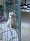 Maltese Puppies for sale in Fort Lauderdale, FL, USA. price: NA