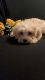 Maltese Puppies for sale in Gray, GA 31032, USA. price: $600