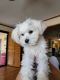 Maltese Puppies for sale in Hemet, CA, USA. price: NA