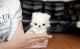 Maltese Puppies for sale in Idaho Falls, ID 83403, USA. price: $700