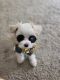 Maltese Puppies for sale in Woodbridge, VA 22192, USA. price: $1,700