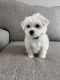 Maltese Puppies for sale in State College, PA, USA. price: NA