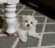 Maltese Puppies for sale in Euclid, OH, USA. price: NA