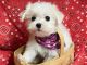 Maltese Puppies for sale in Jonestown, TX, USA. price: $2,800