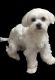 Maltese Puppies for sale in South Bend, IN, USA. price: $500