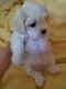 Maltese Puppies for sale in Chambersburg, PA, USA. price: $1,500