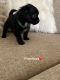 Maltese Puppies for sale in Plant City, FL, USA. price: NA