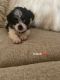 Maltese Puppies for sale in Plant City, FL, USA. price: $1,750