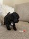 Maltese Puppies for sale in Plant City, FL, USA. price: $1,750