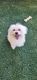 Maltese Puppies for sale in San Diego, CA, USA. price: $1,200