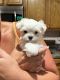 Maltese Puppies for sale in Port St. Lucie, FL 34983, USA. price: $1,500