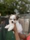 Maltese Puppies for sale in Sacramento, CA, USA. price: $650