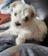 Maltese Puppies for sale in Beckley, WV 25801, USA. price: $150,000