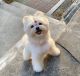 Maltese Puppies for sale in Carolina Beach, NC 28428, USA. price: $500