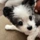 Maltese Puppies for sale in Carolina Beach, NC 28428, USA. price: $520