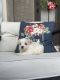 Maltese Puppies for sale in Thibodaux, LA 70301, USA. price: $1,500