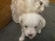 Maltese Puppies for sale in Loretto, TN 38469, USA. price: NA