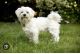 Maltese Puppies for sale in Arlington, TX, USA. price: $900