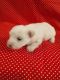Maltese Puppies for sale in Albuquerque, NM, USA. price: $2,000