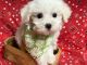 Maltese Puppies for sale in Jonestown, TX, USA. price: $2,400