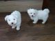 Maltese Puppies for sale in Floral City, FL 34436, USA. price: NA