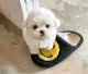 Maltese Puppies for sale in San Francisco, CA, USA. price: $550