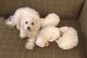 Maltese Puppies for sale in Columbia, SC, USA. price: $1,200