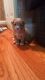 Maltese Puppies for sale in New London, CT, USA. price: NA