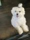 Maltese Puppies for sale in Apple Valley, UT 84737, USA. price: NA