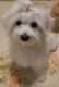 Maltese Puppies for sale in Hiram, GA, USA. price: $2,000