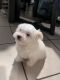 Maltese Puppies for sale in St Cloud, FL 34769, USA. price: $1,000