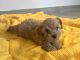 Maltese Puppies for sale in Gaithersburg, MD, USA. price: NA