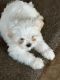 Maltese Puppies for sale in Tulare, CA 93274, USA. price: $350