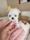 Maltese Puppies for sale in Oceanside, CA, USA. price: $3,800