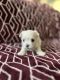 Maltese Puppies for sale in Arlington, VA, USA. price: $2,000