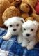 Maltese Puppies for sale in Clinton, MS, USA. price: $1,100