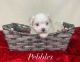Maltese Puppies for sale in Nitro, WV, USA. price: $1,500