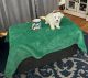 Maltese Puppies for sale in Magnolia, KY 42757, USA. price: $500