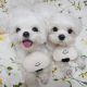 Maltese Puppies for sale in Miami, FL, USA. price: $650